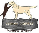 Forum Cornelii Logo